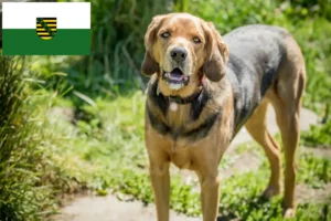 Lire la suite à propos de l’article Braque polonais éleveurs et chiots en Saxe