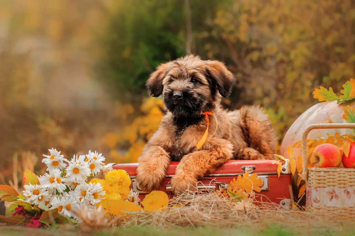 Acheter un chiot briard, c'est prendre ses responsabilités ! Acheter des chiots briards.