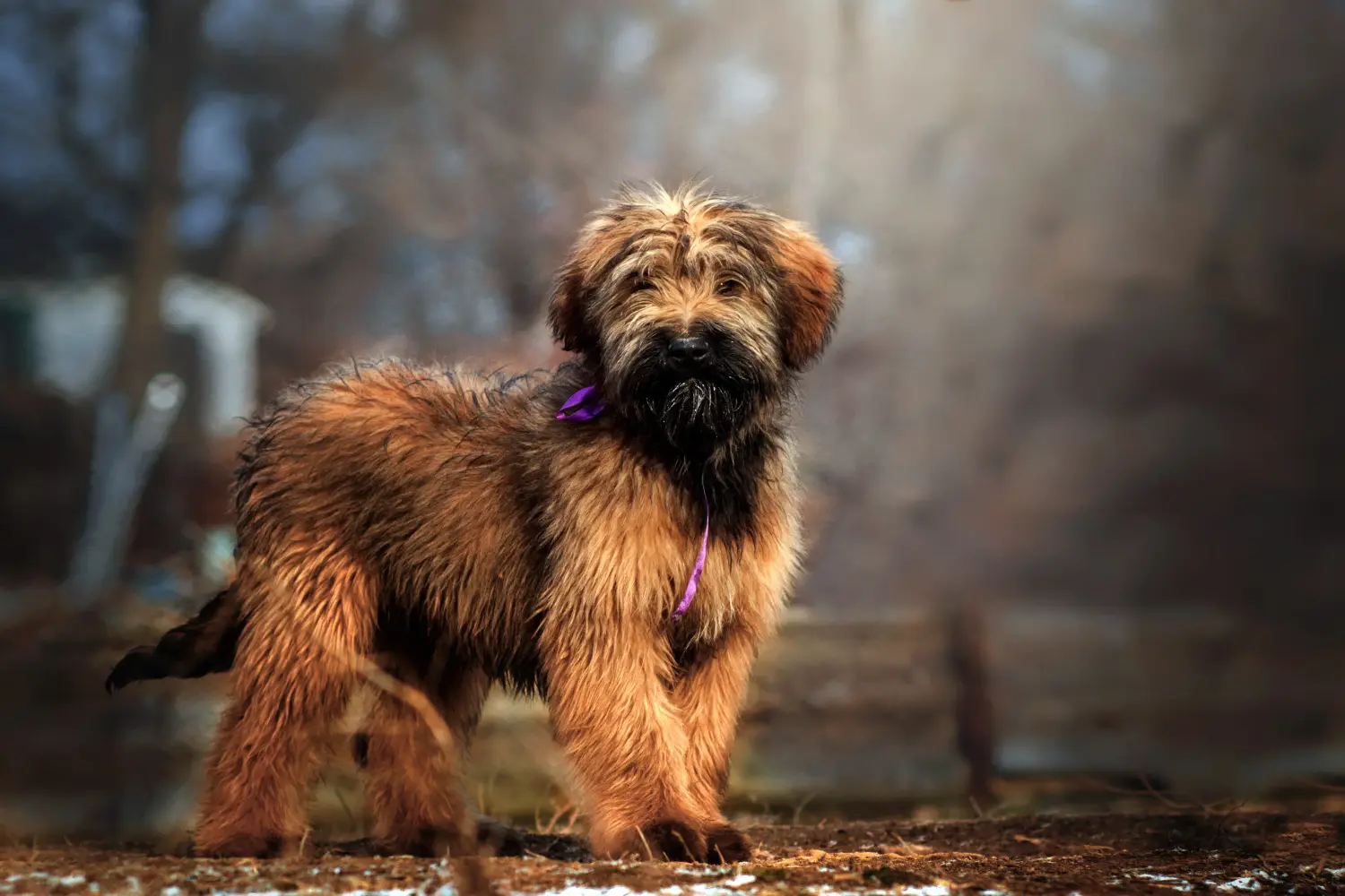 Acheter un chiot briard, c'est prendre ses responsabilités ! Acheter des chiots briards.
