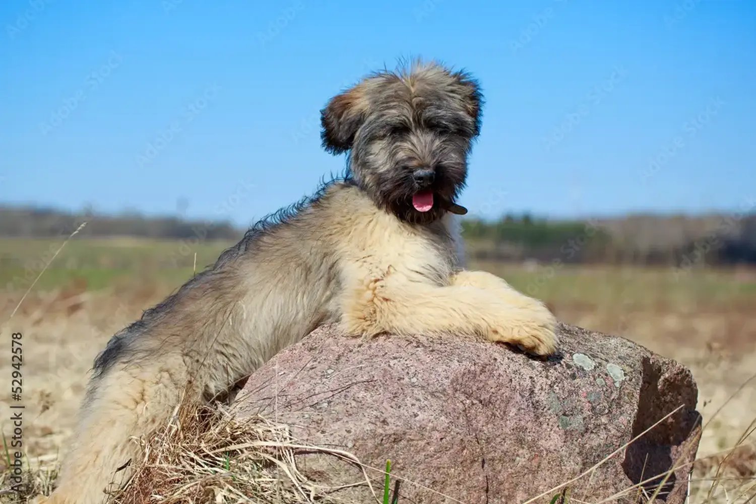 Acheter un chiot briard, c'est prendre ses responsabilités ! Acheter des chiots briards.
