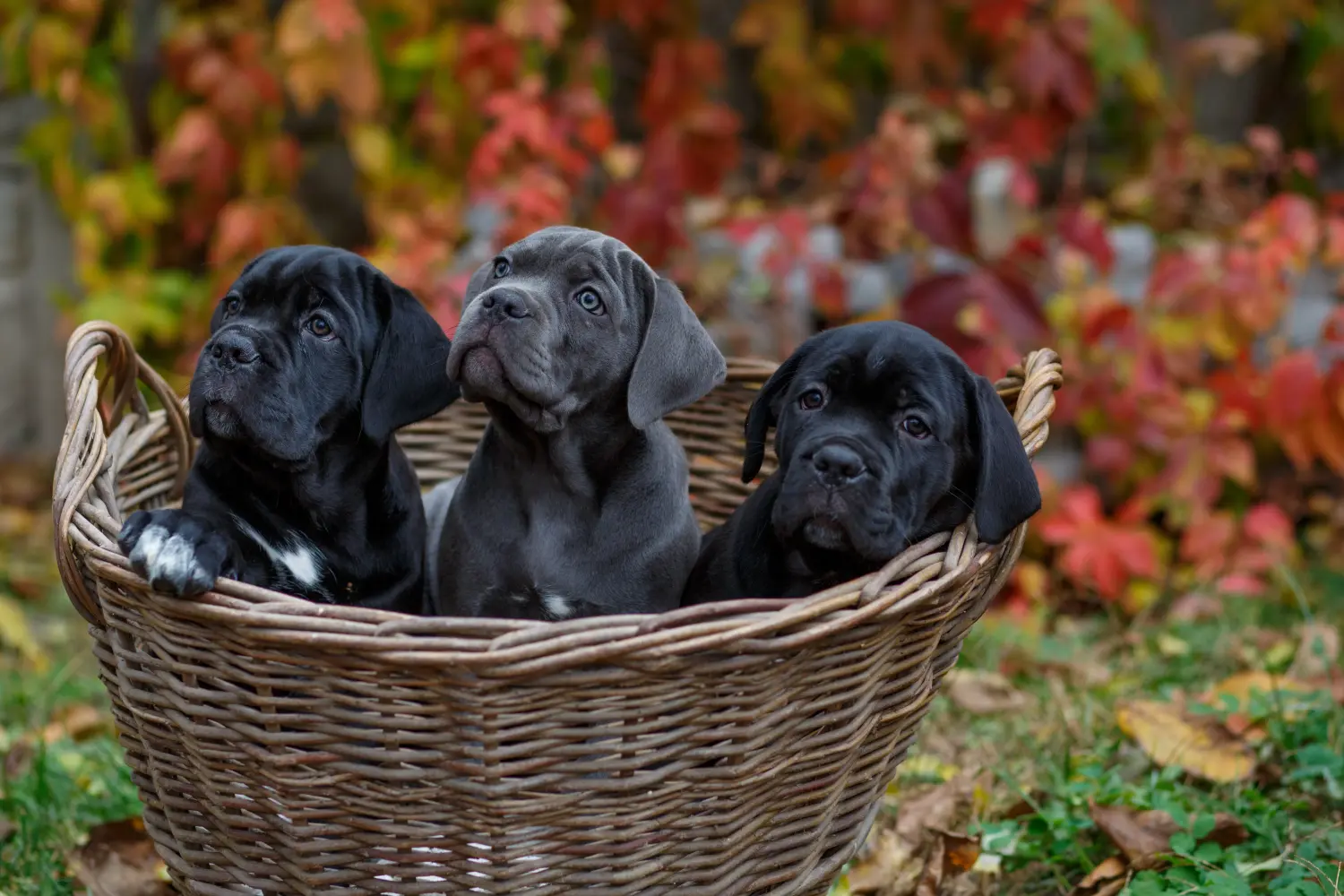 Acheter un chiot Cane Corso Italien, c'est prendre ses responsabilités ! Acheter des chiots Cane Corso Italiano.