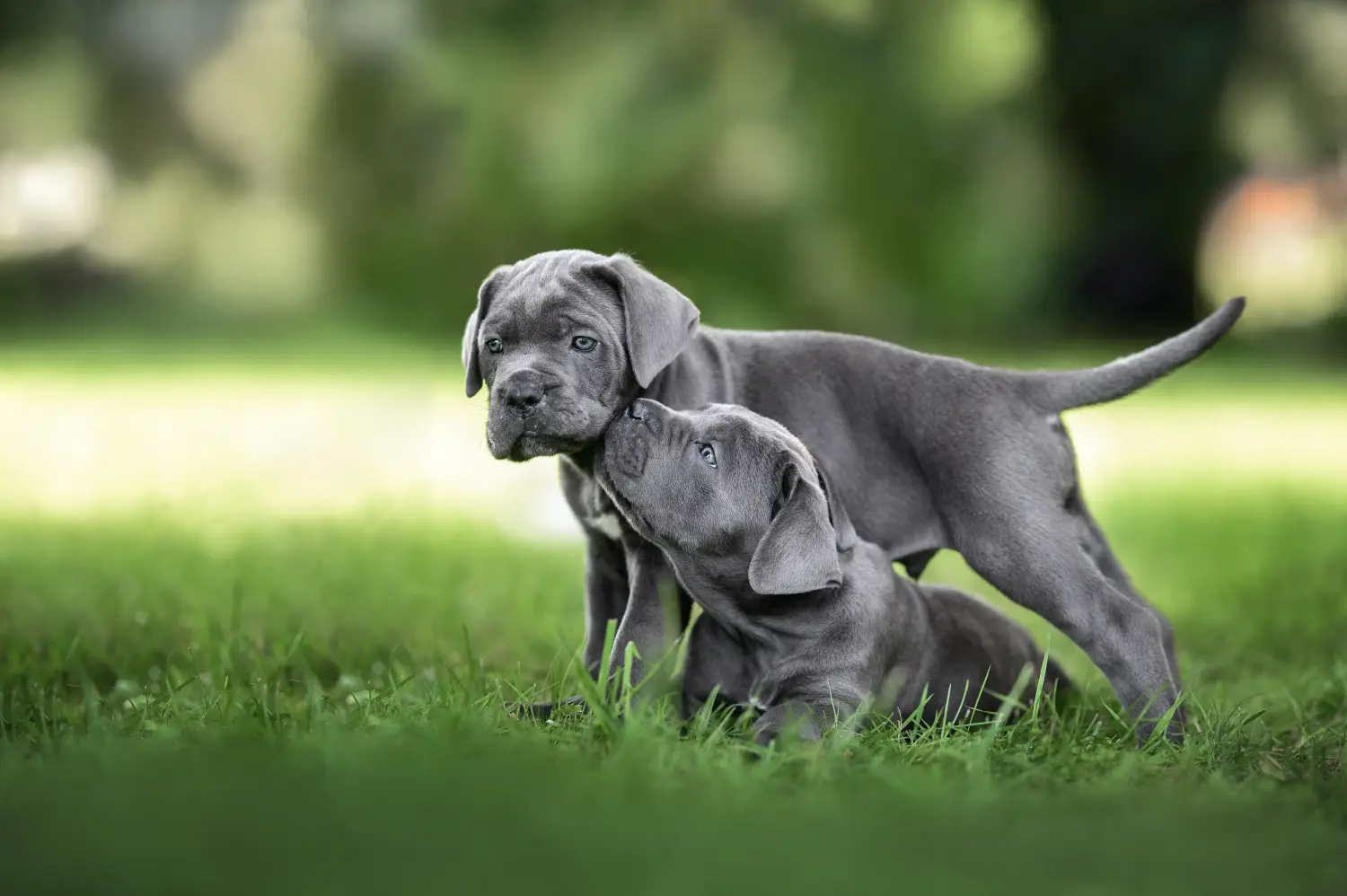 Acheter un chiot Cane Corso Italien, c'est prendre ses responsabilités ! Acheter des chiots Cane Corso Italiano.