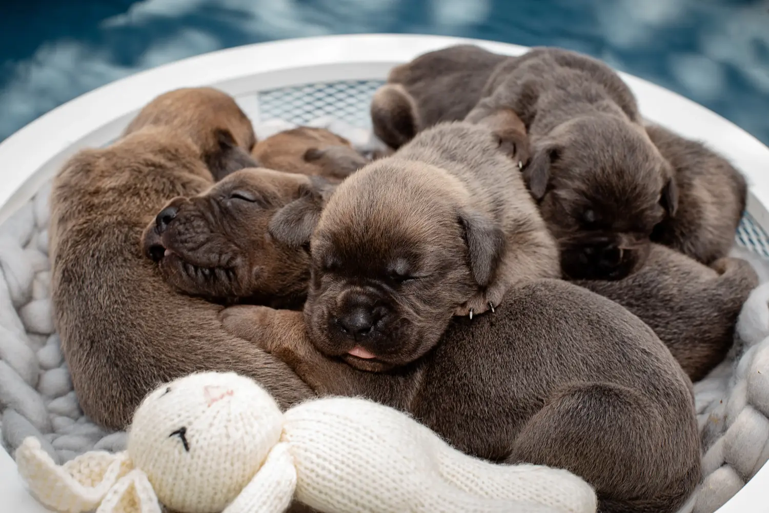 Acheter un chiot Cane Corso Italien, c'est prendre ses responsabilités ! Acheter des chiots Cane Corso Italiano.