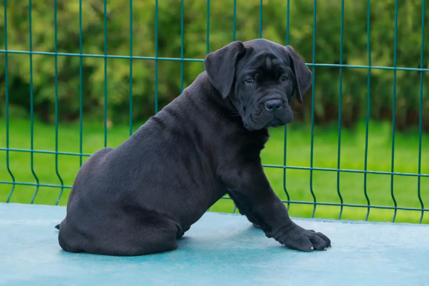 Acheter un chiot Cane Corso Italien, c'est prendre ses responsabilités ! Acheter des chiots Cane Corso Italiano.