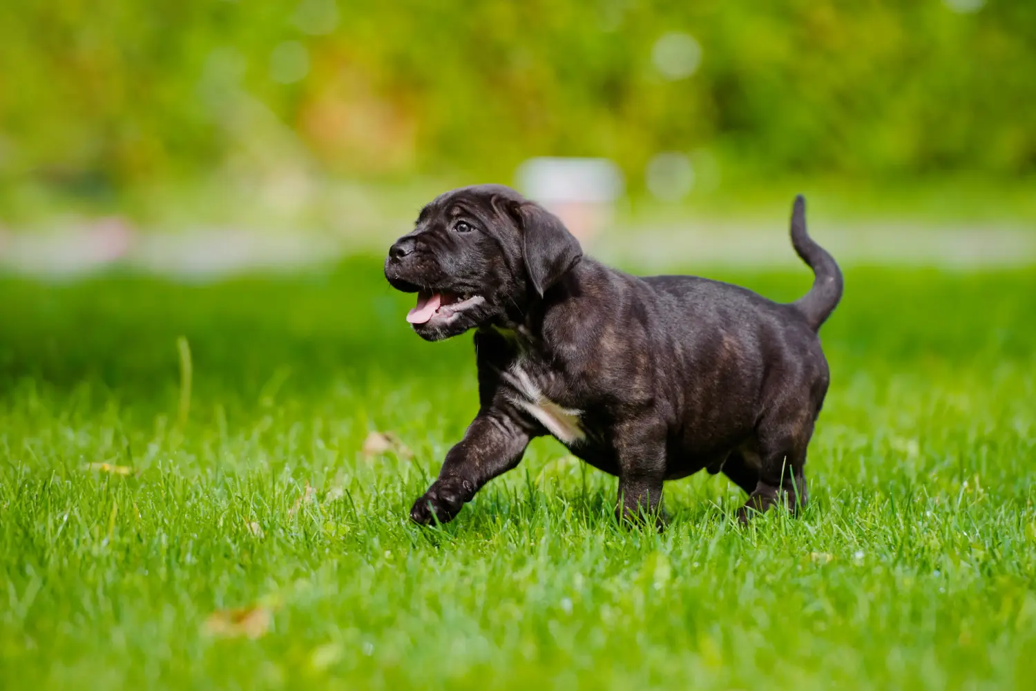 Acheter un chiot Cane Corso Italien, c'est prendre ses responsabilités ! Acheter des chiots Cane Corso Italiano.