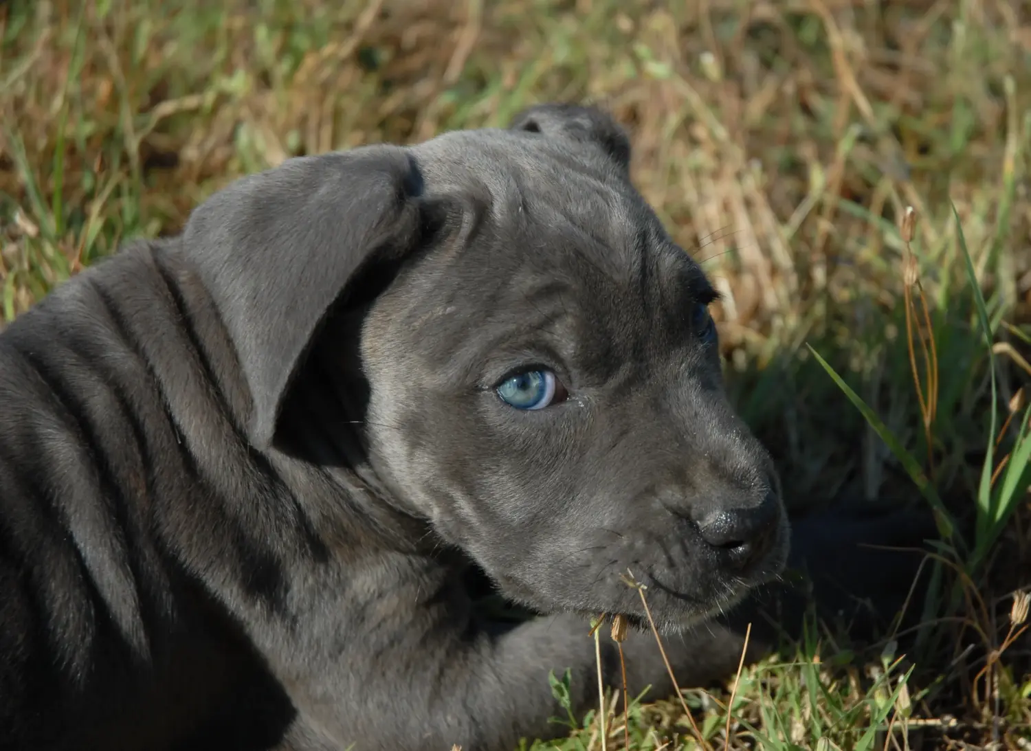 Acheter un chiot Cane Corso Italien, c'est prendre ses responsabilités ! Acheter des chiots Cane Corso Italiano.
