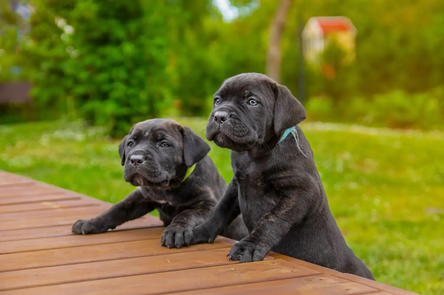 Acheter un chiot Cane Corso Italien, c'est prendre ses responsabilités ! Acheter des chiots Cane Corso Italiano.