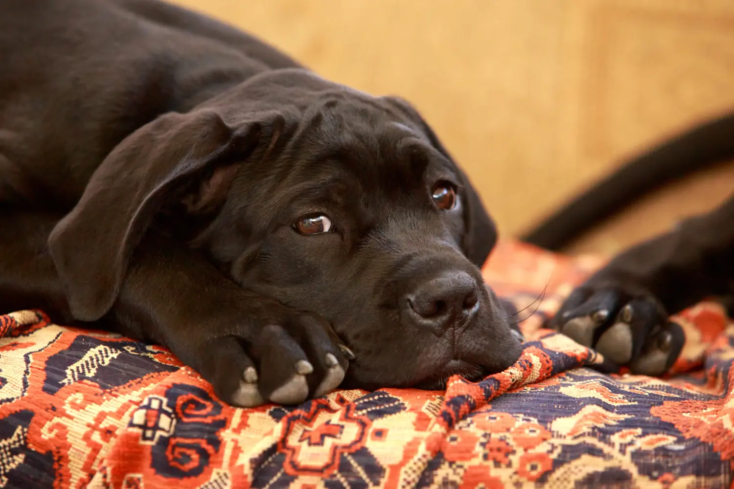 Acheter un chiot Cane Corso Italien, c'est prendre ses responsabilités ! Acheter des chiots Cane Corso Italiano.