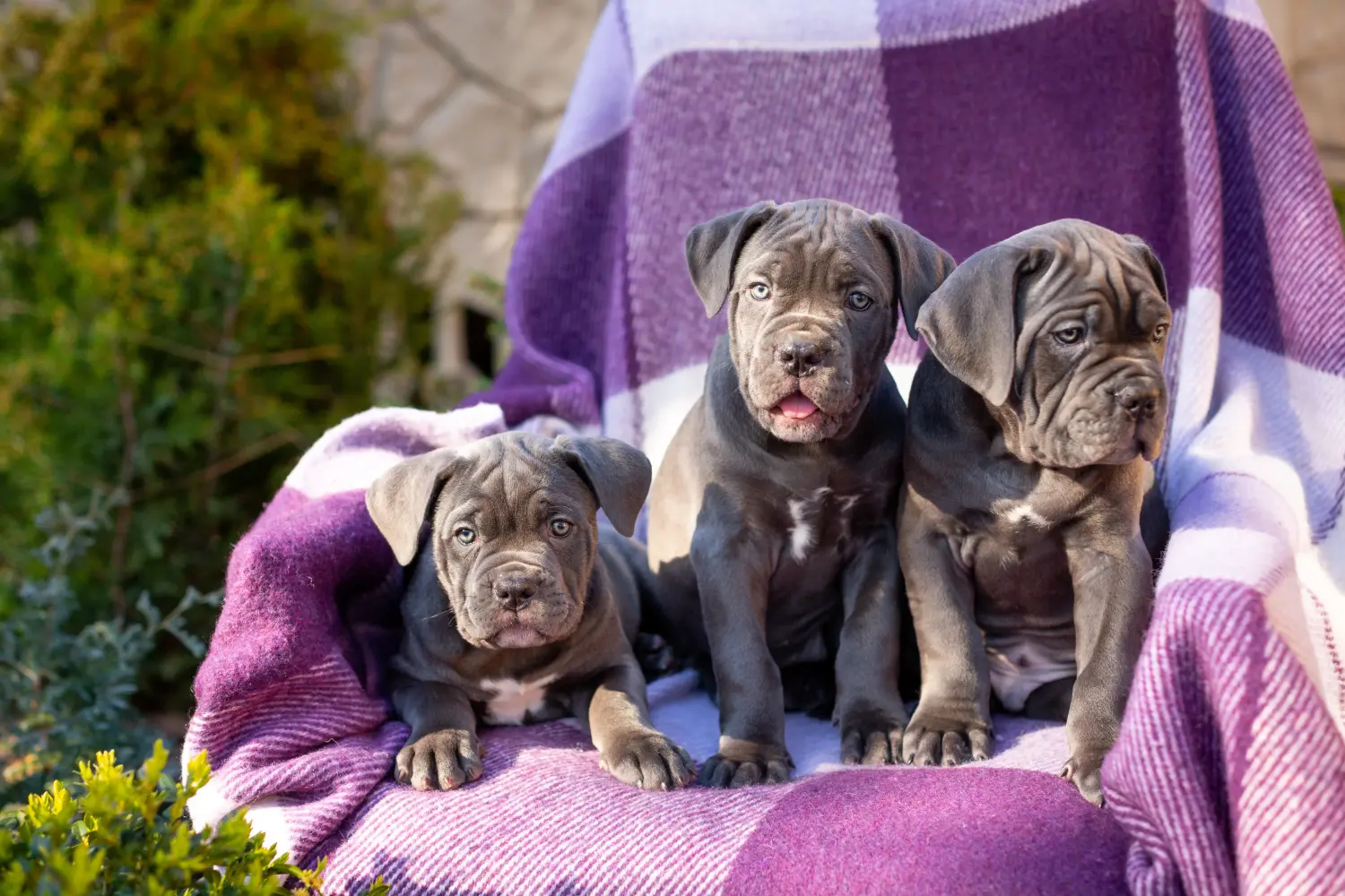 Acheter un chiot Cane Corso Italien, c'est prendre ses responsabilités ! Acheter des chiots Cane Corso Italiano.