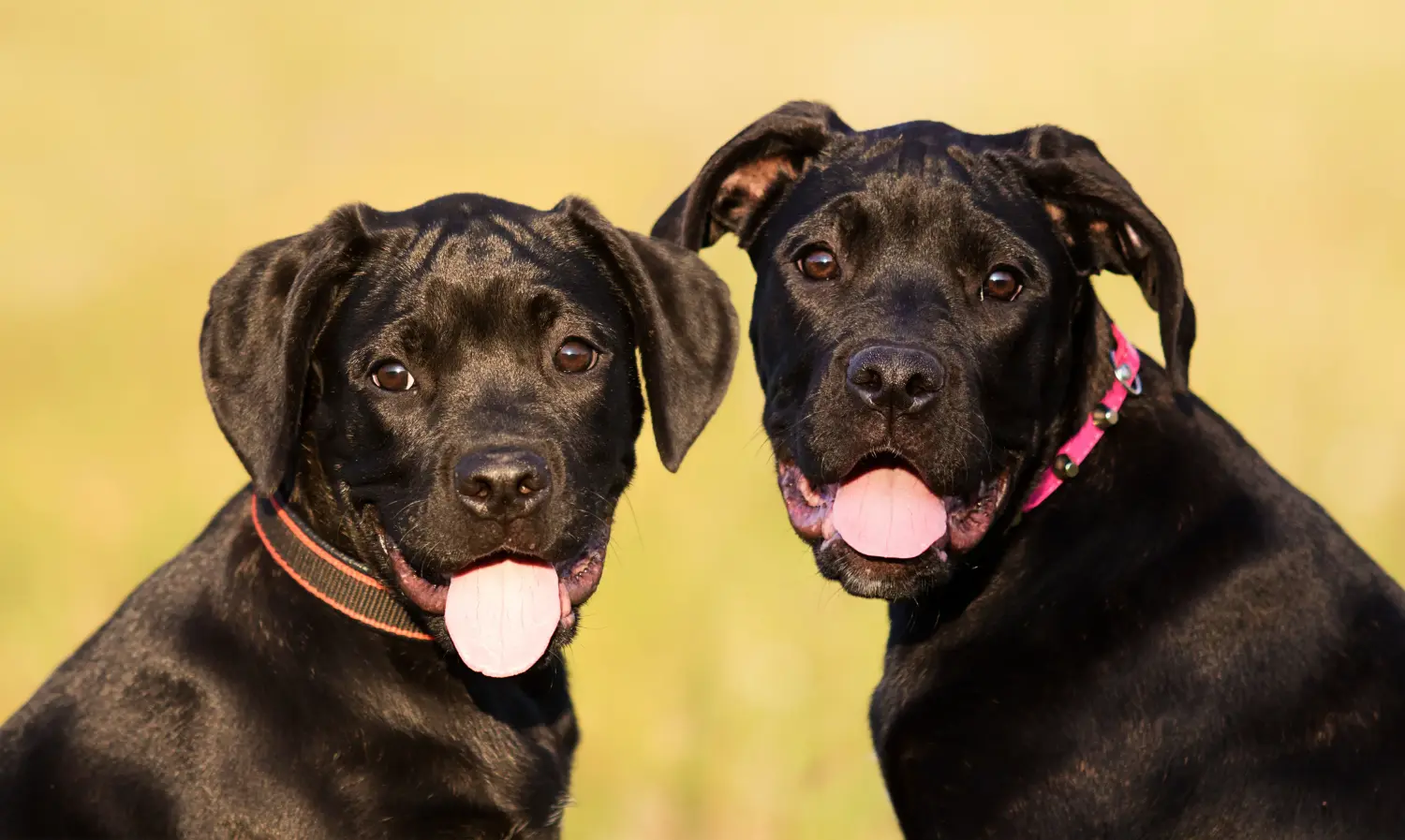 Acheter un chiot Cane Corso Italien, c'est prendre ses responsabilités ! Acheter des chiots Cane Corso Italiano.