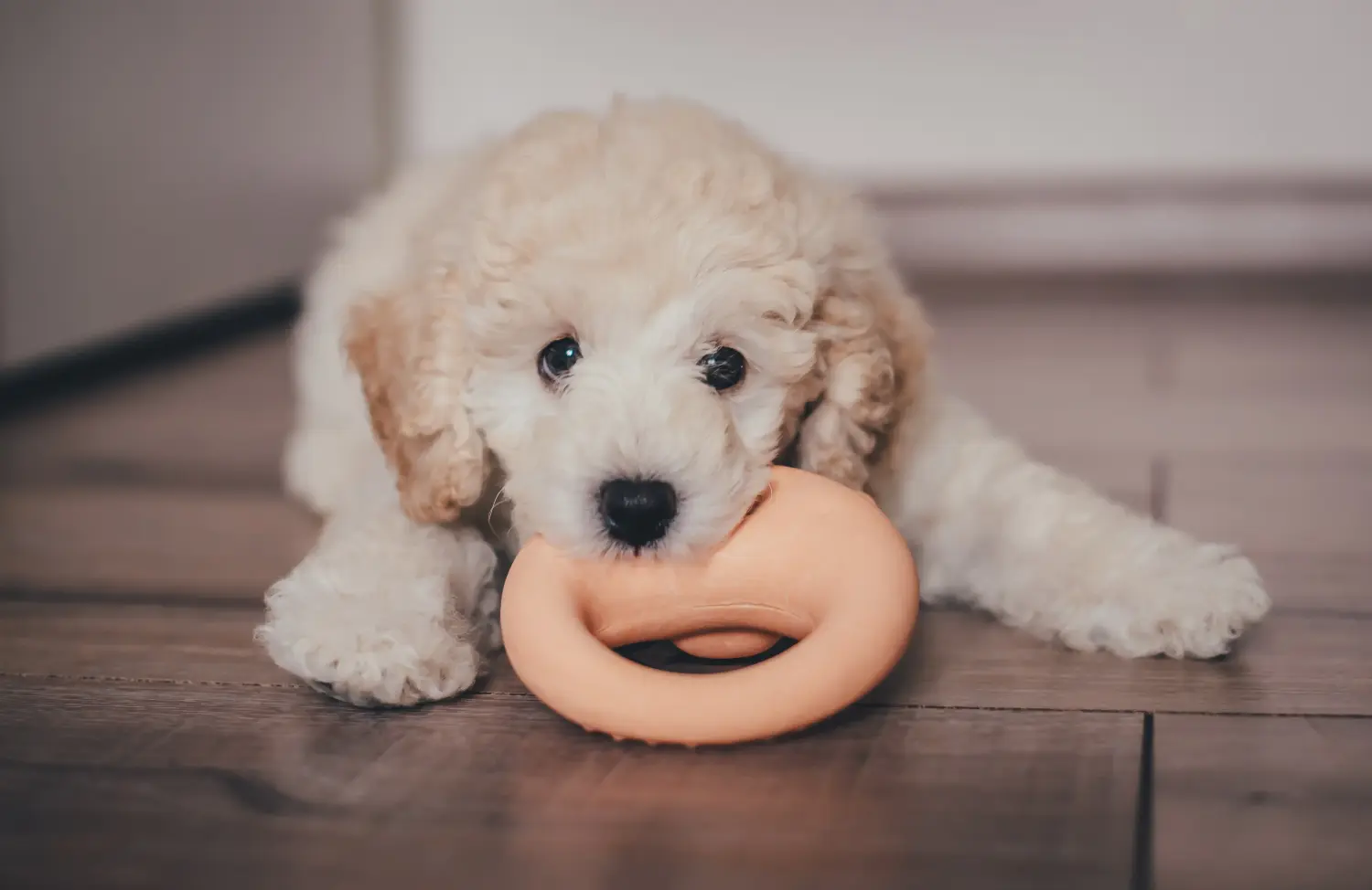 Acheter un chiot caniche, c'est prendre ses responsabilités ! Acheter des chiots caniches.