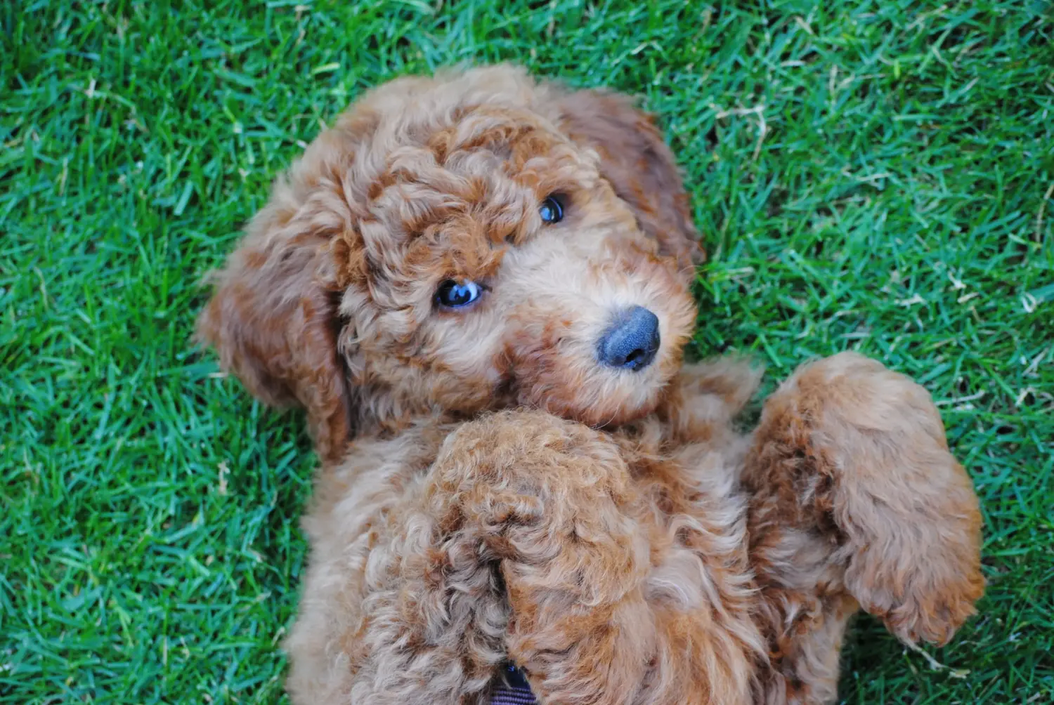 Acheter un chiot caniche, c'est prendre ses responsabilités ! Acheter des chiots caniches.