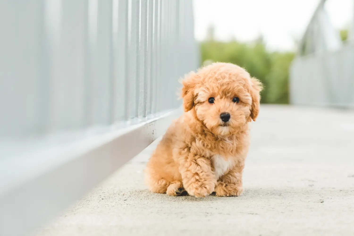 Acheter un chiot caniche, c'est prendre ses responsabilités ! Acheter des chiots caniches.