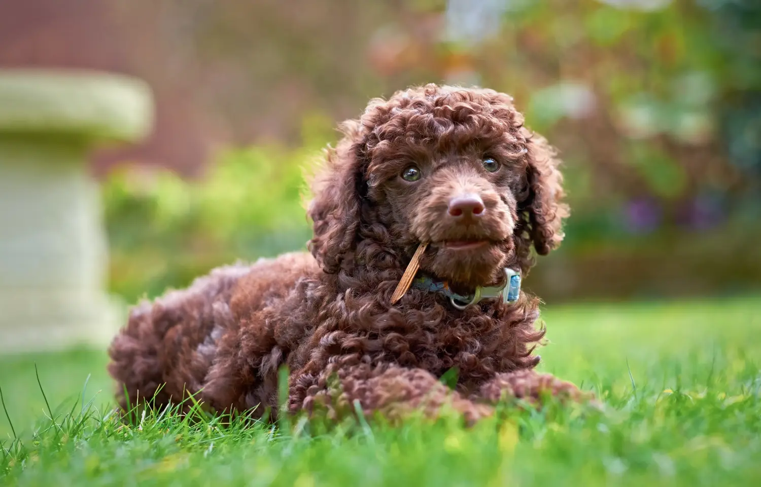 Acheter un chiot caniche, c'est prendre ses responsabilités ! Acheter des chiots caniches.