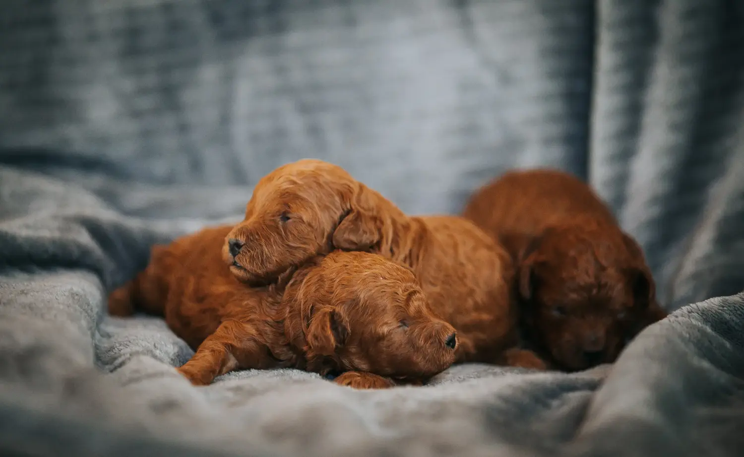 Acheter un chiot caniche, c'est prendre ses responsabilités ! Acheter des chiots caniches.