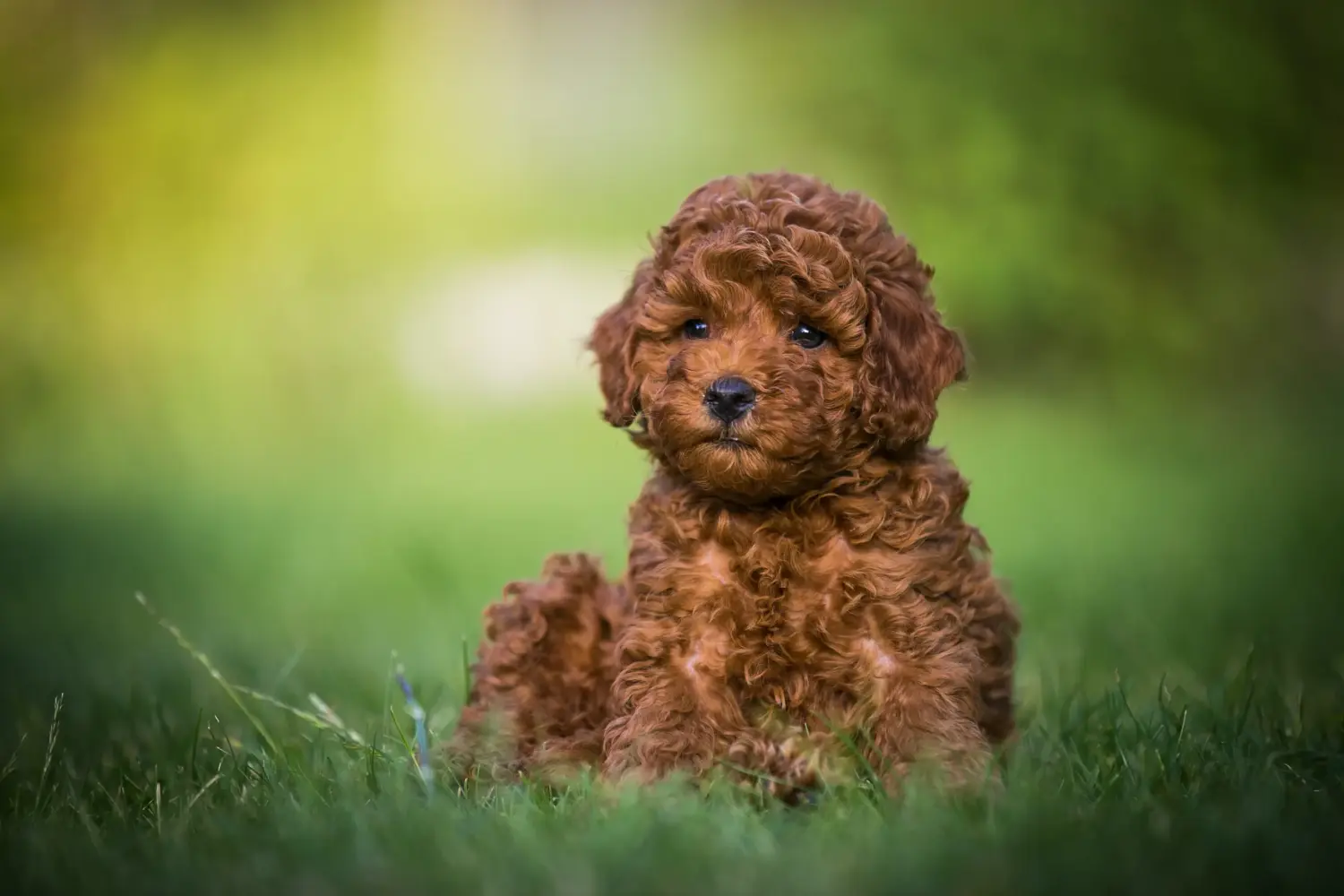 Acheter un chiot caniche, c'est prendre ses responsabilités ! Acheter des chiots caniches.