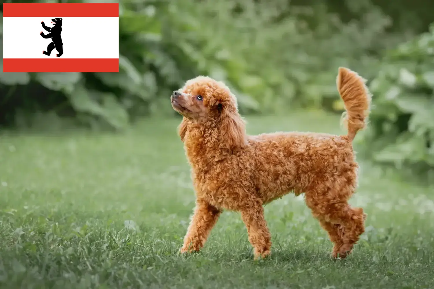 Caniche chiots et éleveurs Berlin Ici, tu trouveras des éleveurs de caniches à Berlin.