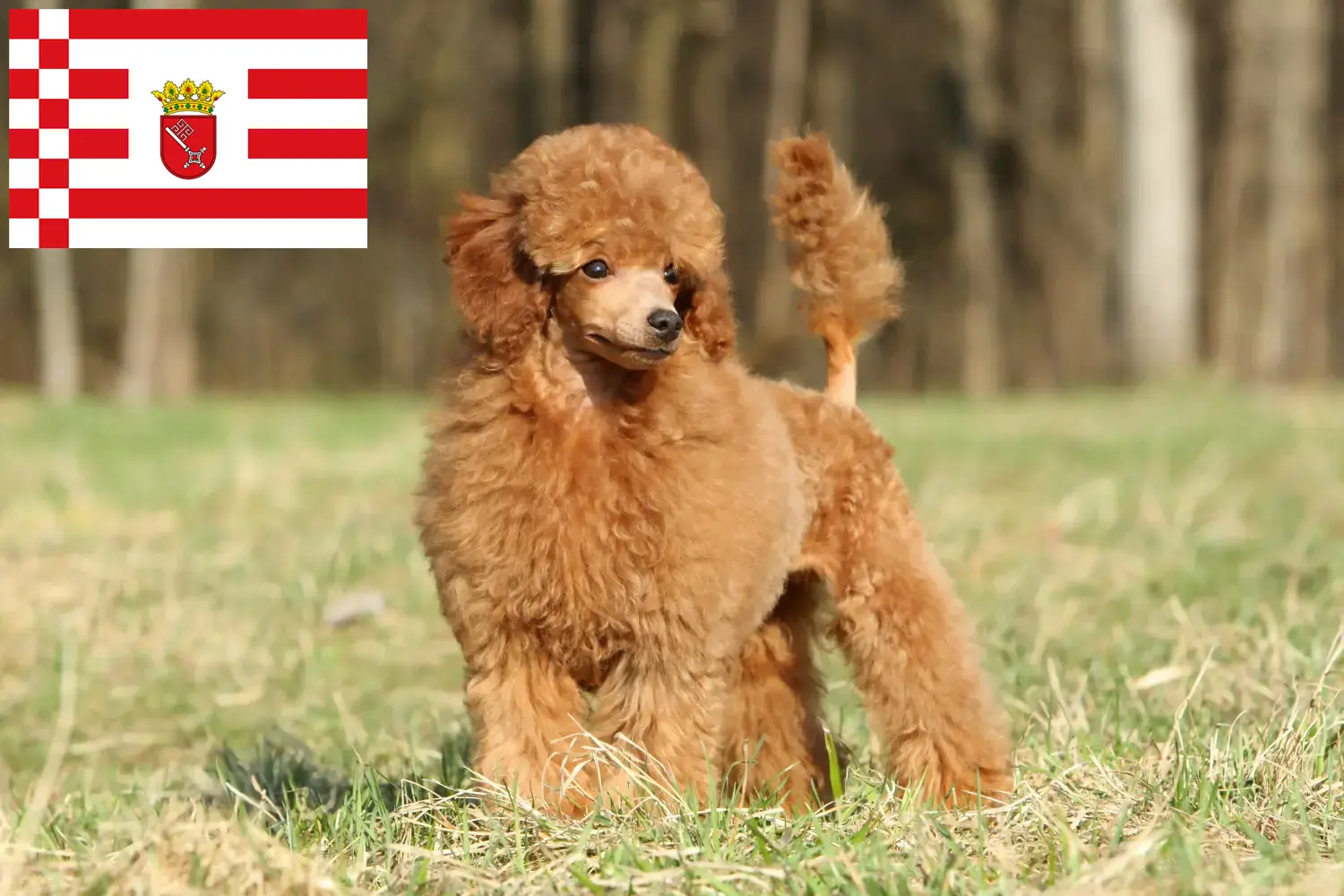 Caniche chiots et éleveurs Bremen Ici, tu trouveras des éleveurs de caniches à Brême.