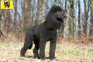 Lire la suite à propos de l’article Éleveurs de caniches et chiots en Flandre