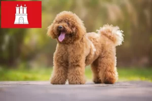 Lire la suite à propos de l’article Éleveurs de caniches et chiots à Hambourg
