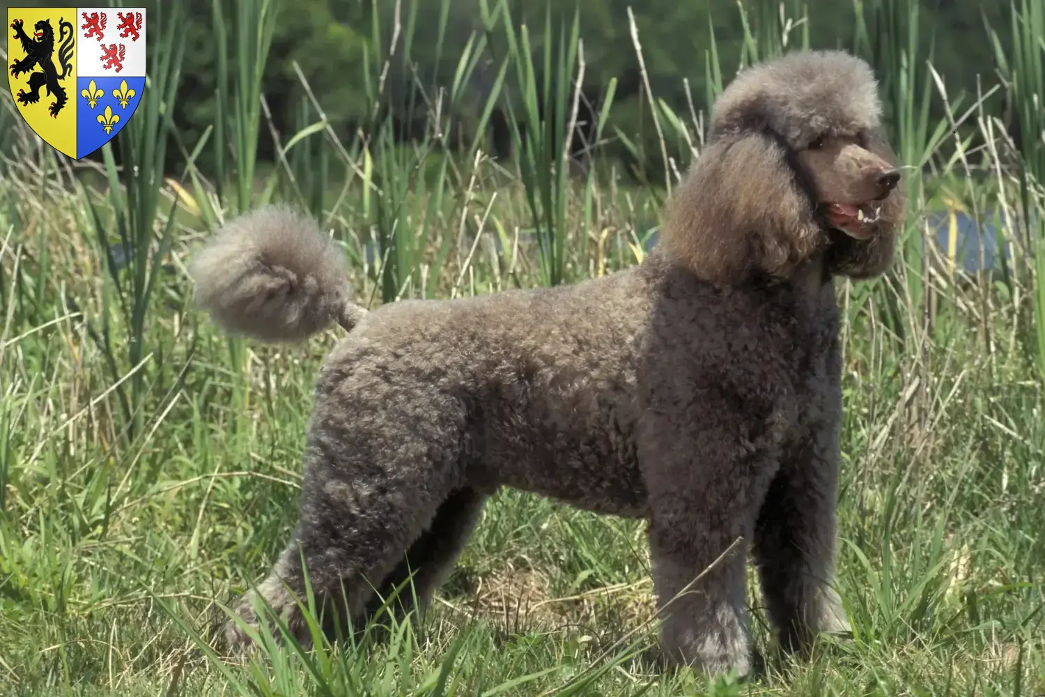 Caniches chiots et éleveurs Hauts-de-France Ici vous trouverez des éleveurs de caniches en Hauts-de-France.