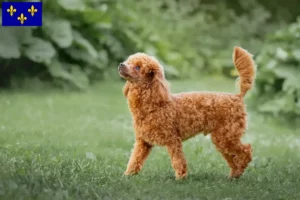 Lire la suite à propos de l’article Éleveurs de caniches et chiots en Île-de-France