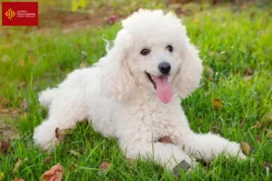 Lire la suite à propos de l’article Éleveurs de caniches et chiots en Occitanie