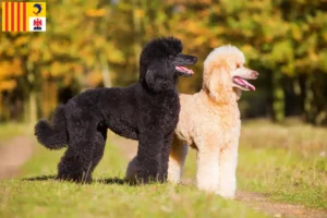 Lire la suite à propos de l’article Caniches éleveurs et chiots en Provence-Alpes-Côte d’Azur