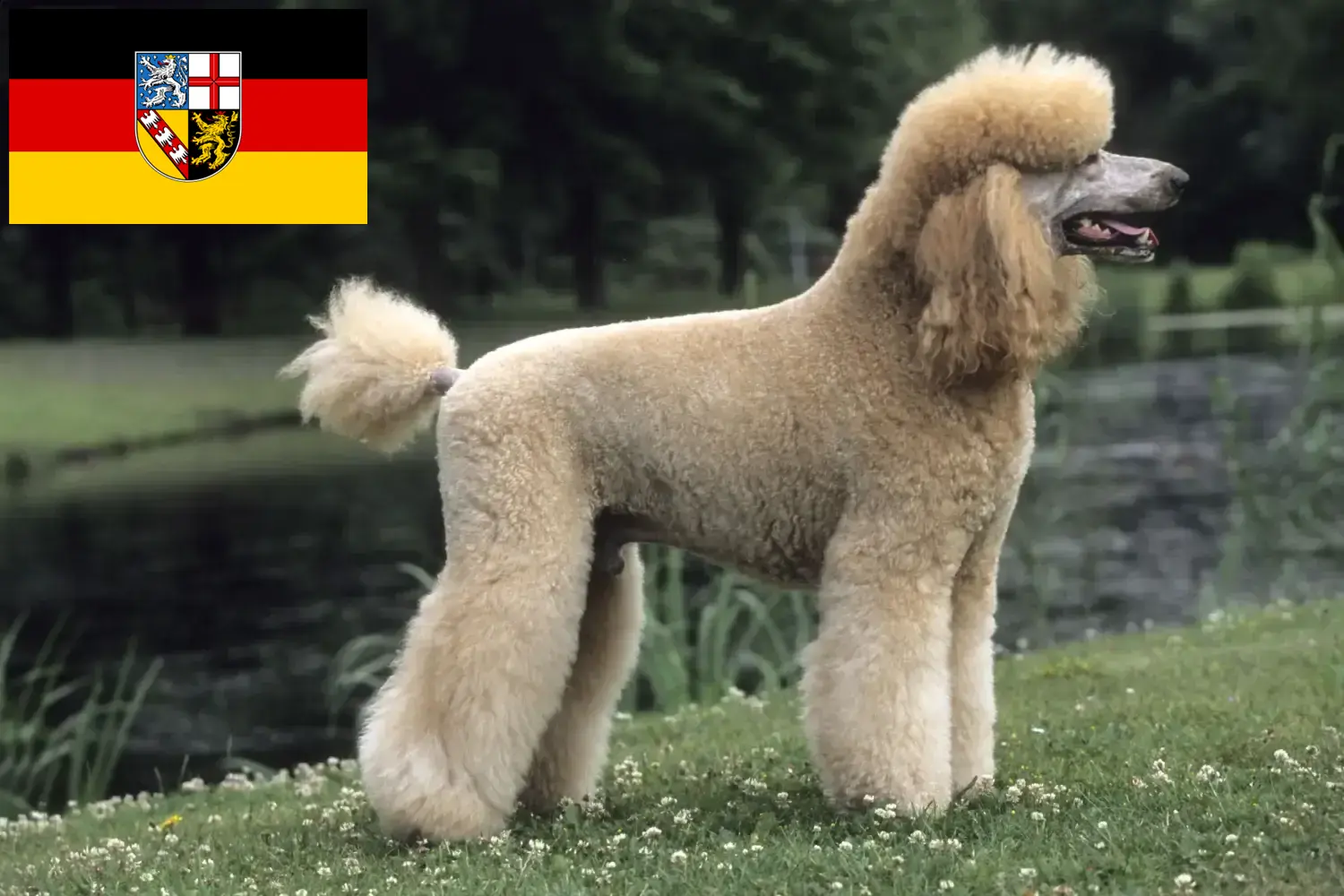 Caniche chiots et éleveurs Saarland Ici, tu trouveras des éleveurs de caniches en Sarre.