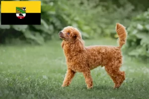 Lire la suite à propos de l’article Caniches éleveurs et chiots en Saxe-Anhalt