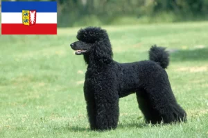 Lire la suite à propos de l’article Caniches éleveurs et chiots dans le Schleswig-Holstein