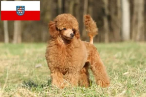 Lire la suite à propos de l’article Éleveurs de caniches et chiots en Thuringe