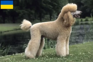 Lire la suite à propos de l’article Éleveurs de caniches et chiots en Ukraine