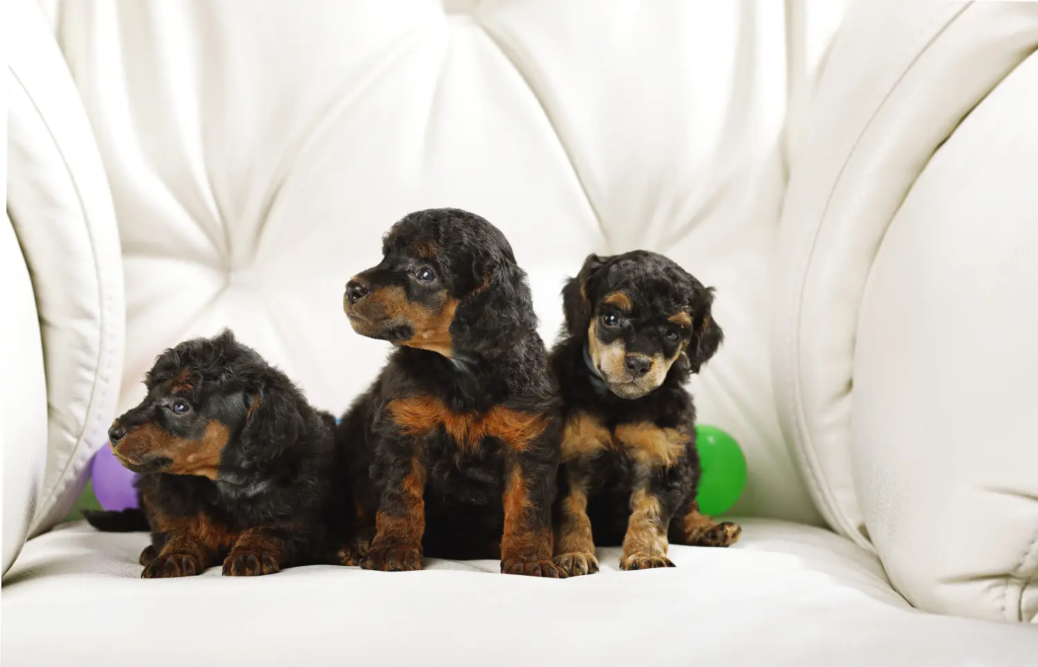 Acheter un chiot caniche, c'est prendre ses responsabilités ! Acheter des chiots caniches.