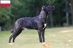 Lire la suite à propos de l’article Cão Fila de São Miguel Éleveurs et chiots en Pologne