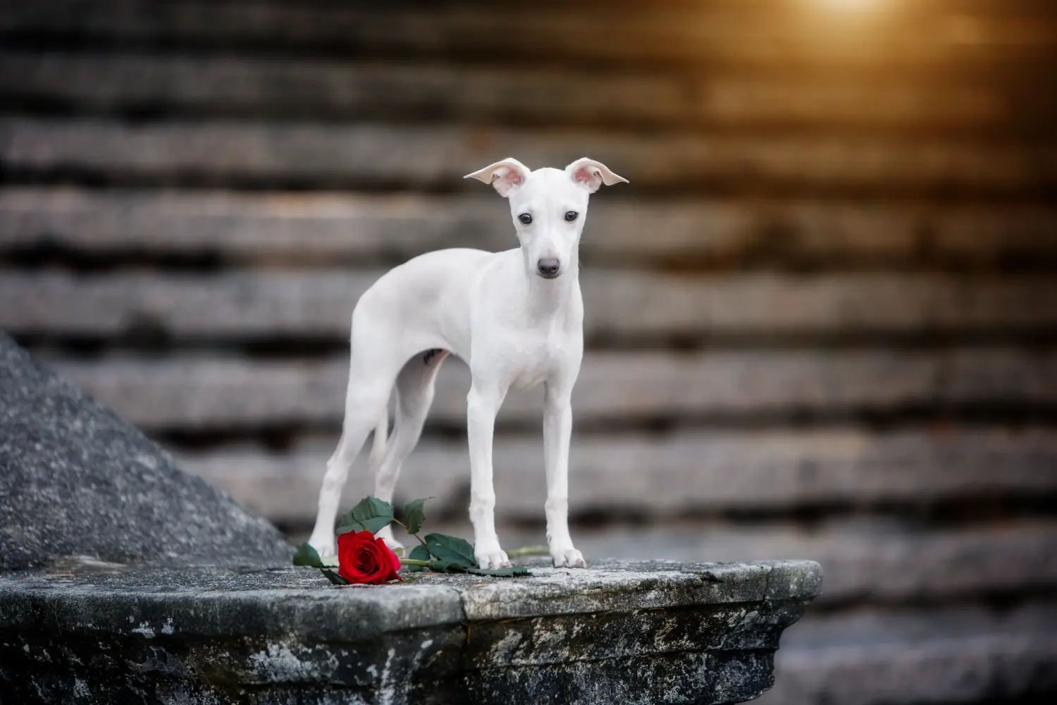 Acheter un chiot Lévrier italien, c'est prendre ses responsabilités ! Acheter des chiots carillons italiens.