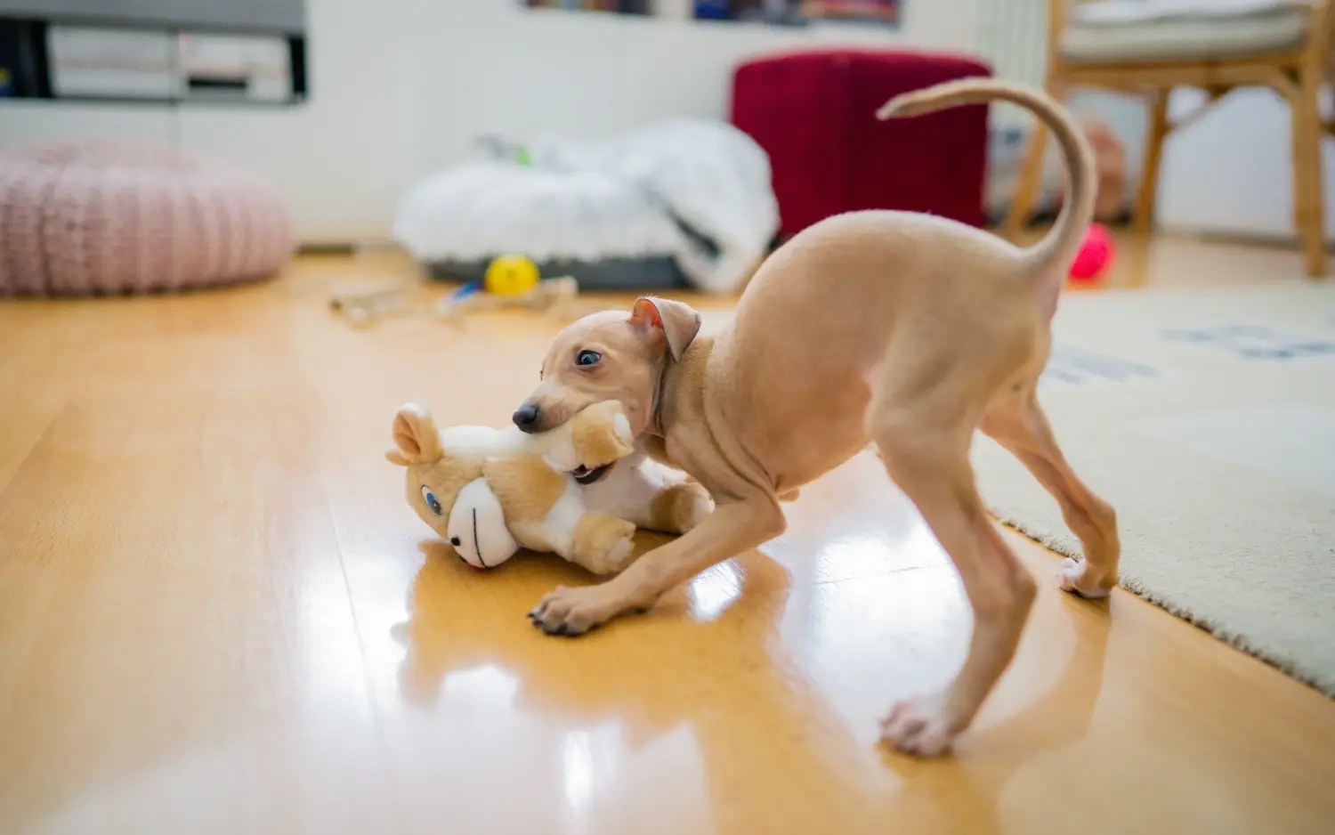 Acheter un chiot Lévrier italien, c'est prendre ses responsabilités ! Acheter des chiots carillons italiens.