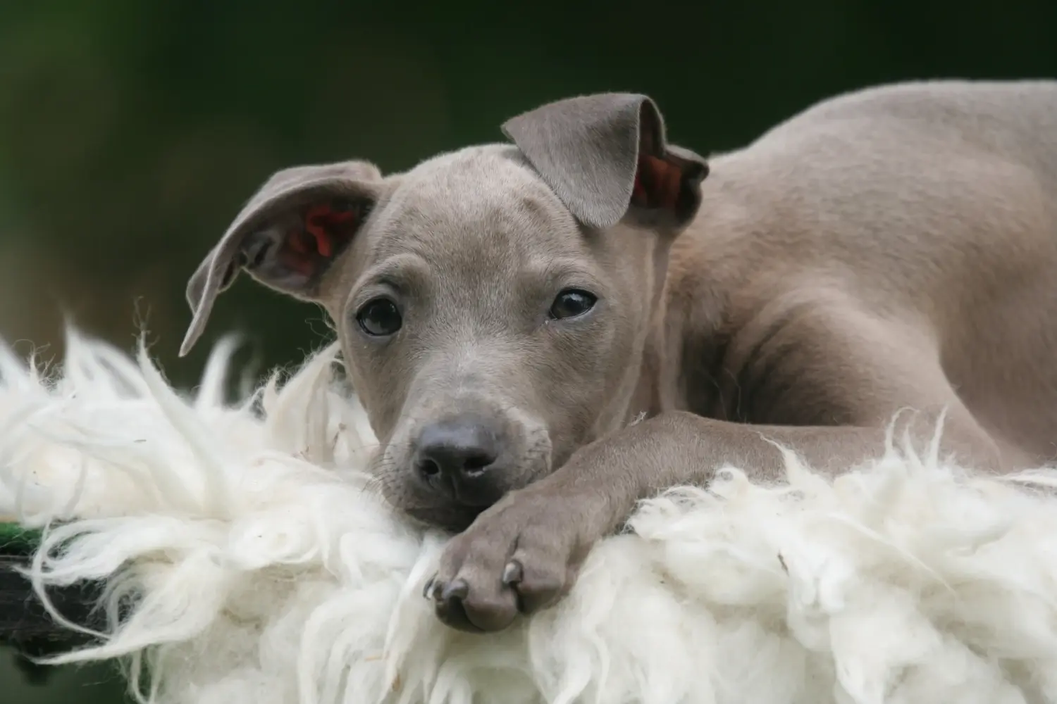 Acheter un chiot Lévrier italien, c'est prendre ses responsabilités ! Acheter des chiots carillons italiens.
