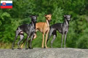 Lire la suite à propos de l’article Éleveurs de carillons italiens et chiots en Slovaquie