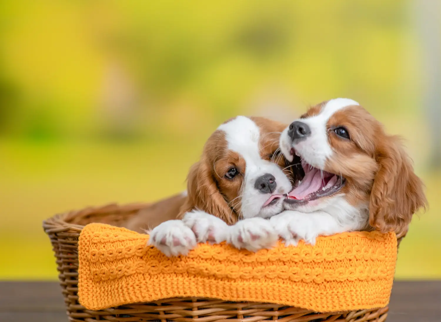 Acheter un chiot Cavalier King Charles Spaniel, c'est prendre ses responsabilités ! Acheter des chiots Cavalier King Charles Spaniel.