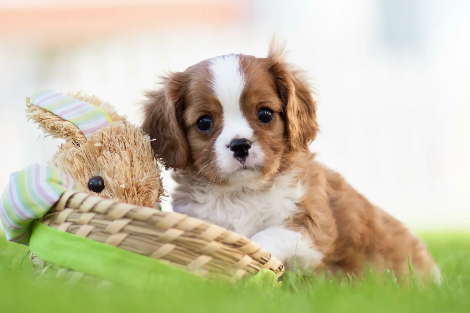 Acheter un chiot Cavalier King Charles Spaniel, c'est prendre ses responsabilités ! Acheter des chiots Cavalier King Charles Spaniel.