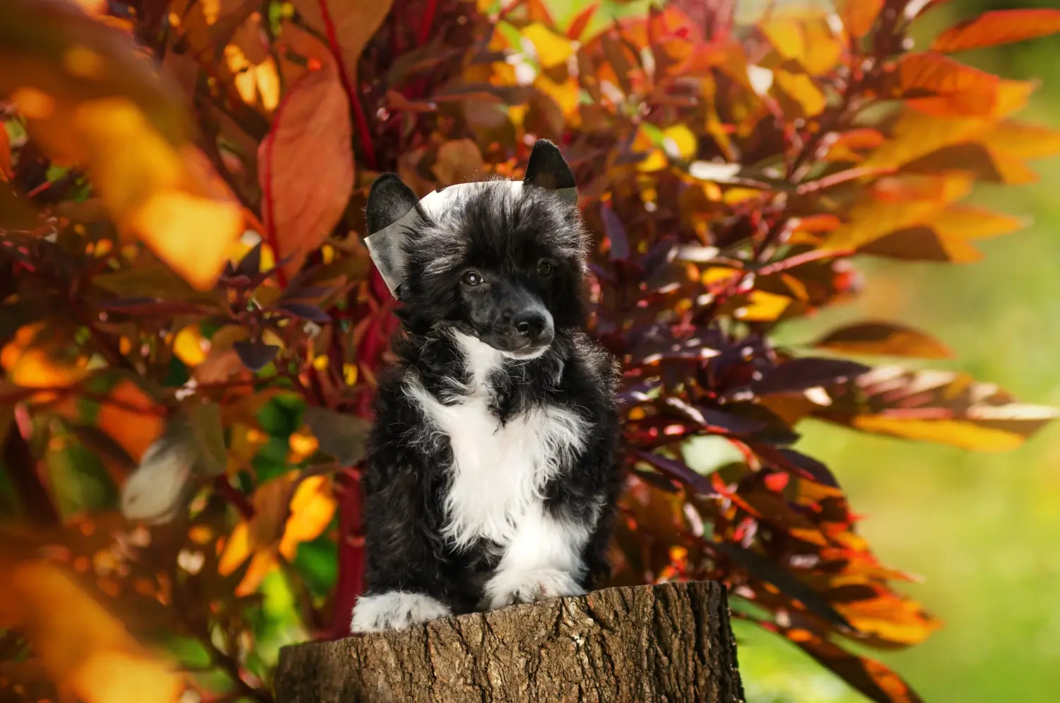 Acheter un chiot Chinese Crested Dog, c'est prendre ses responsabilités ! Acheter des chiots Chinese Crested Dog.