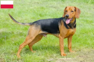 Lire la suite à propos de l’article Éleveurs de chiens courants serbes et chiots en Pologne
