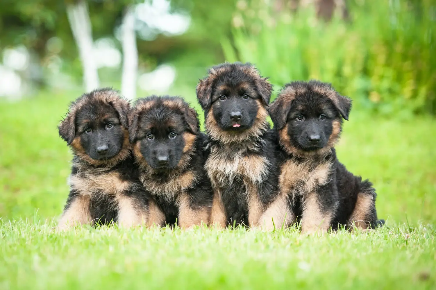 Acheter un chiot berger allemand, c'est prendre ses responsabilités ! Acheter un chiot berger allemand.