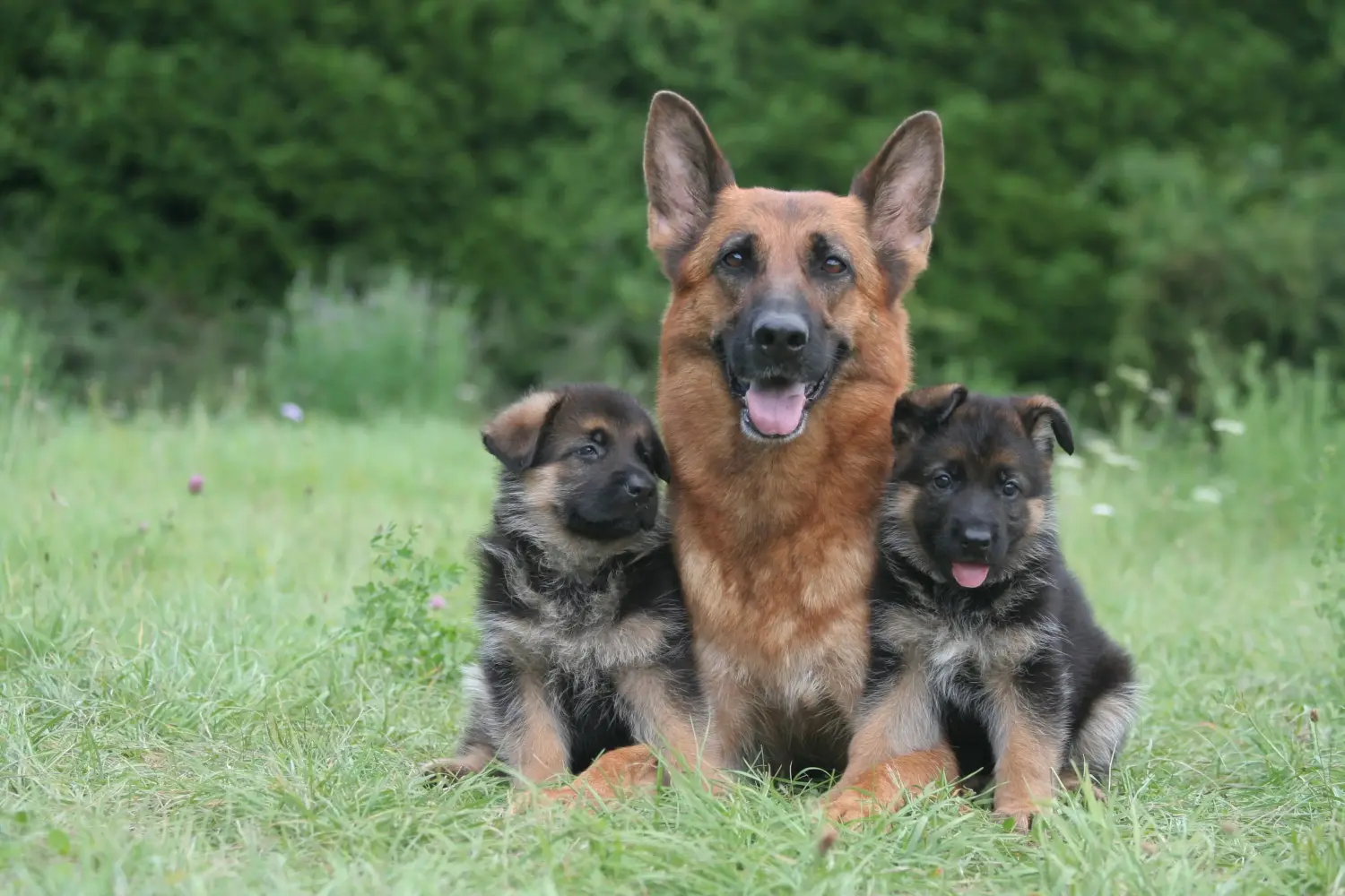 Acheter un chiot berger allemand, c'est prendre ses responsabilités ! Acheter un chiot berger allemand.