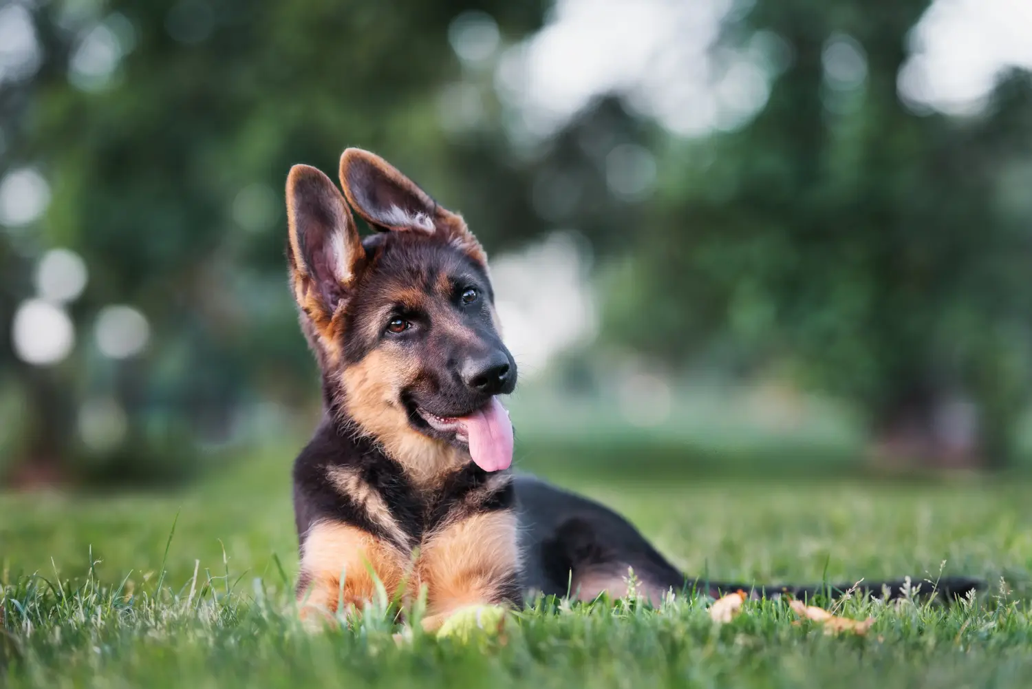 Acheter un chiot berger allemand, c'est prendre ses responsabilités ! Acheter un chiot berger allemand.