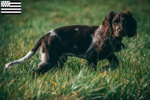 Lire la suite à propos de l’article Éleveurs de chiens de garde allemands et chiots en Bretagne