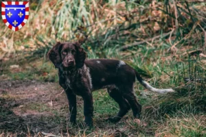 Lire la suite à propos de l’article Éleveurs de chiens de garde allemands et chiots en Centre-Val de Loire