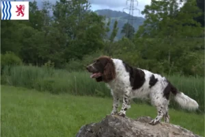 Lire la suite à propos de l’article Éleveurs de chiens de garde allemands et chiots en Nouvelle-Aquitaine