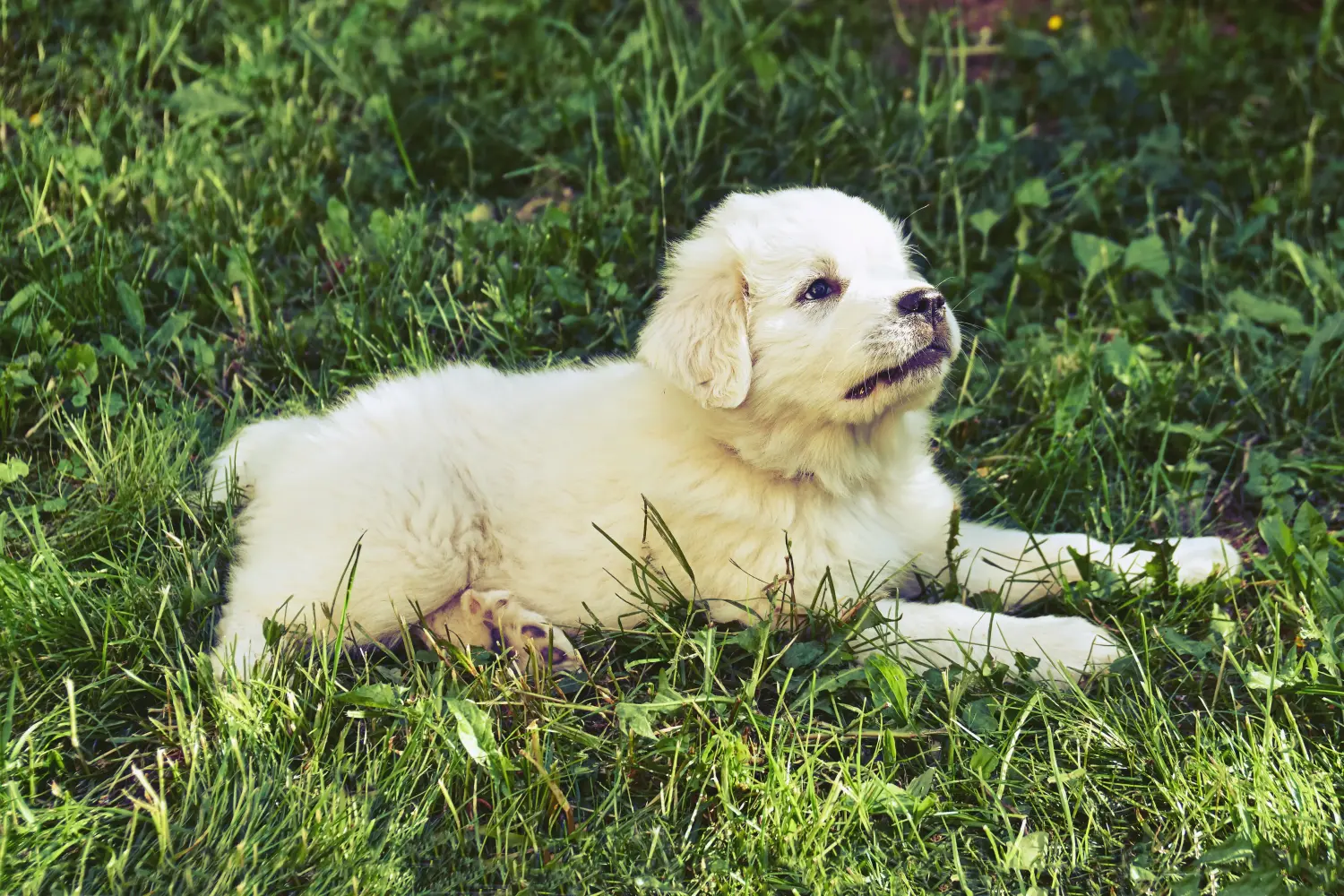 Acheter un chiot Montagne des Pyrénées, c'est prendre ses responsabilités ! Acheter un chiot chien de montagne des Pyrénées.